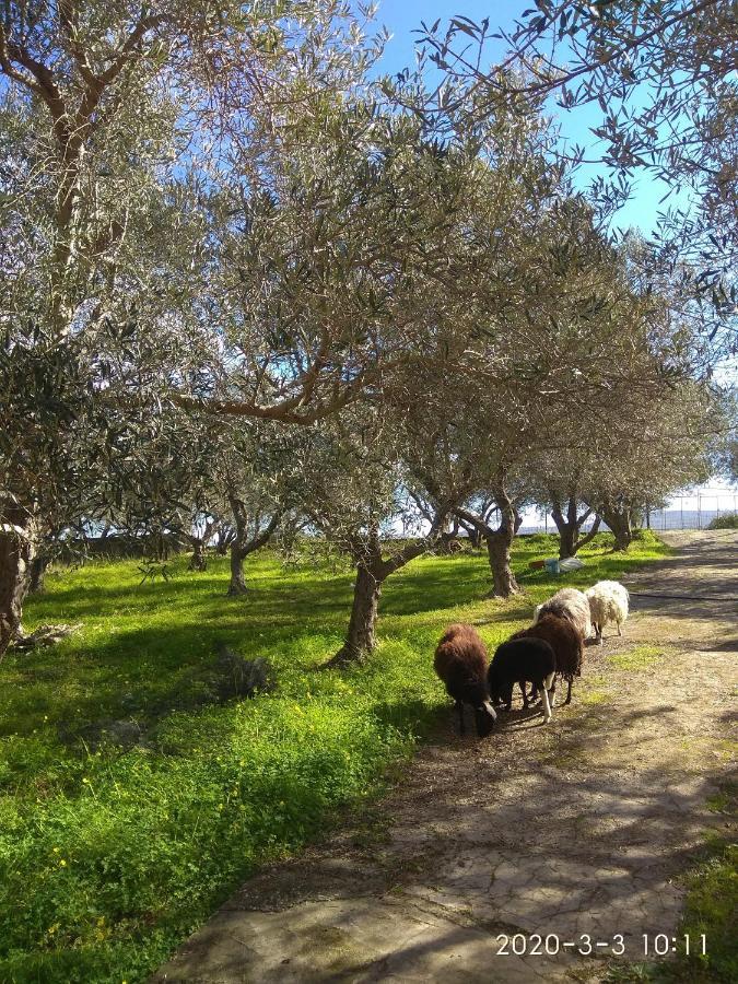 Apartamento Ktima Tzamika Episkopi-Chania Exterior foto